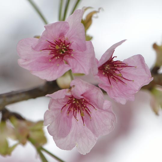 2013nagaikouennosakura018