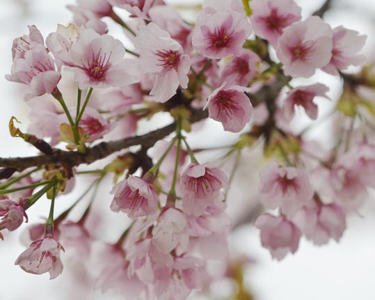 2013nagaikouennosakura019