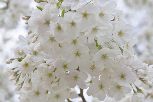 2013nagaikouennosakura021