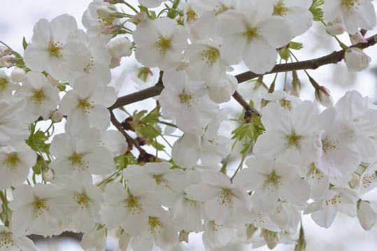 2013nagaikouennosakura022