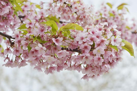 2013nagaikouennosakura027