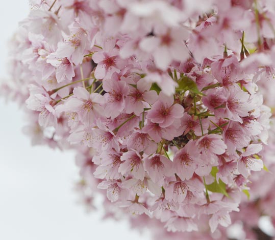 2013nagaikouennosakura028