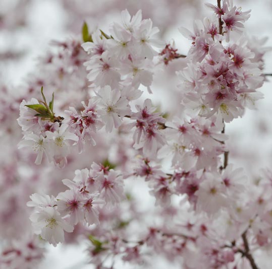 2013nagaikouennosakura029