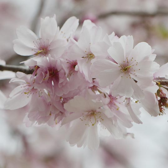 2013nagaikouennosakura030