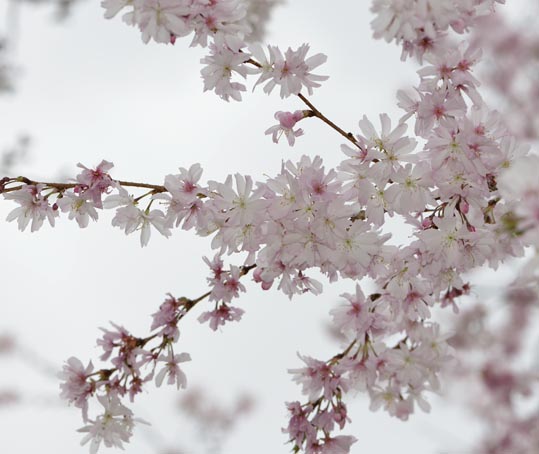 2013nagaikouennosakura031