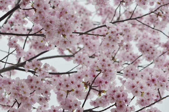 2013nagaikouennosakura032