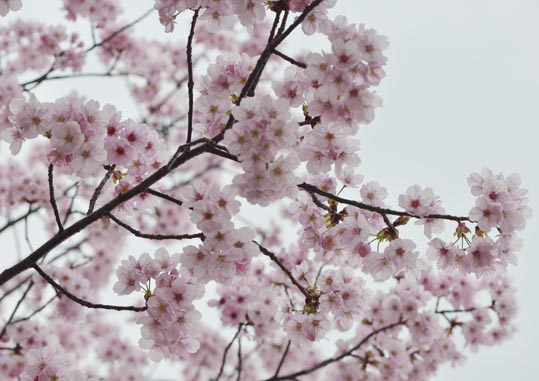 2013nagaikouennosakura033