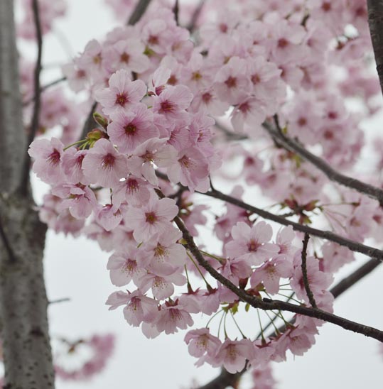2013nagaikouennosakura035