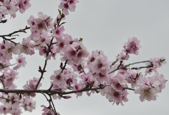 2013nagaikouennosakura036