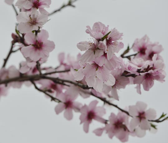 2013nagaikouennosakura038