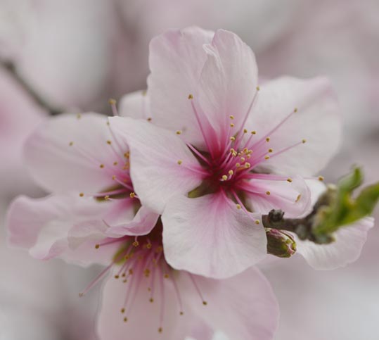 2013nagaikouennosakura039