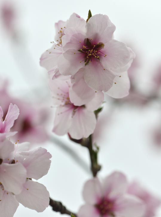 2013nagaikouennosakura041