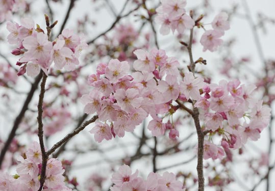 2013nagaikouennosakura042