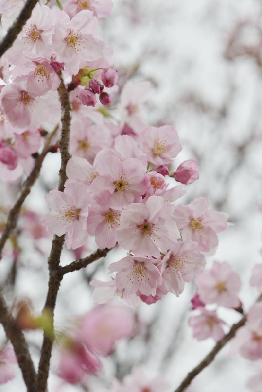 2013nagaikouennosakura043