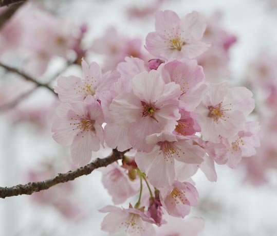 2013nagaikouennosakura045