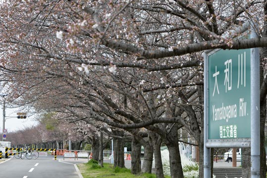 2013nagaikouennosakura047