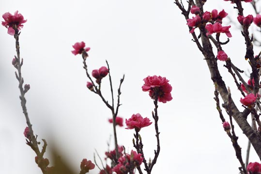 2013nagaikouennosakura049