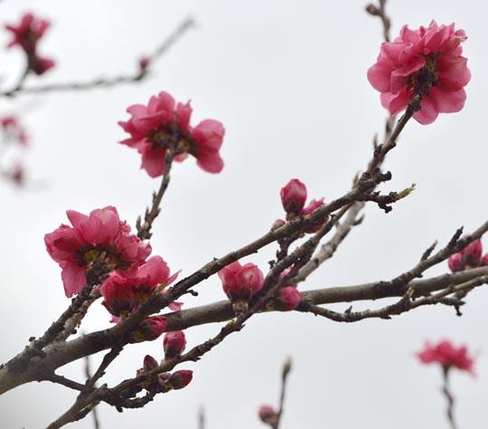 2013nagaikouennosakura050