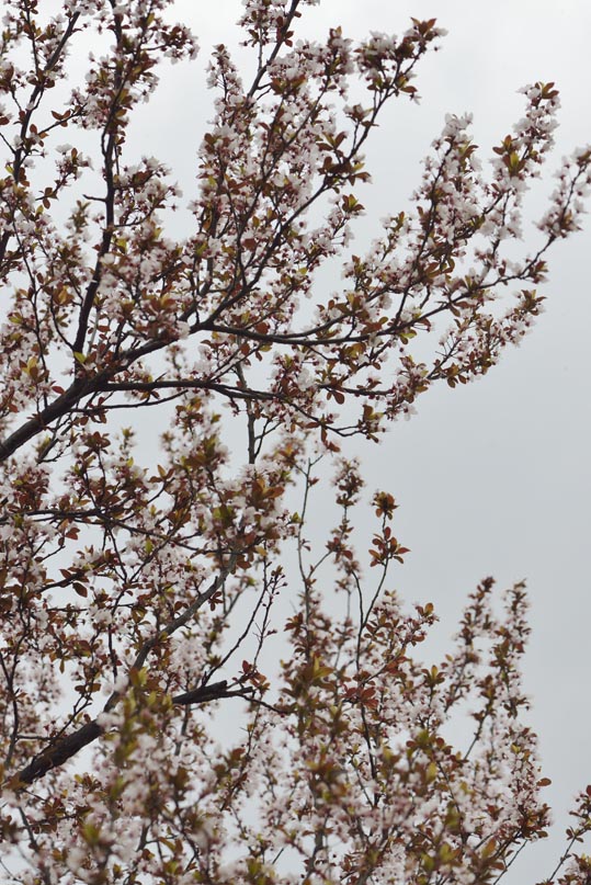 2013nagaikouennosakura054