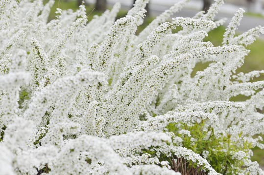 2013nagaikouennosakura057