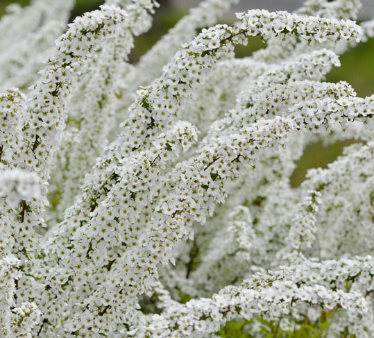 2013nagaikouennosakura058