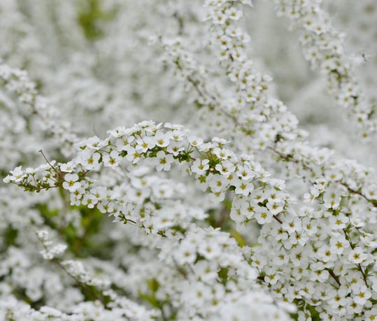 2013nagaikouennosakura060