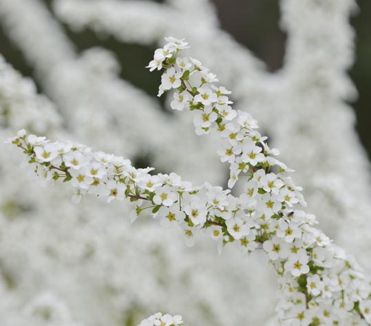 2013nagaikouennosakura063