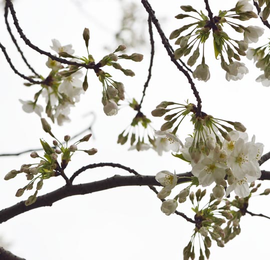 2013nagaikouennosakura067