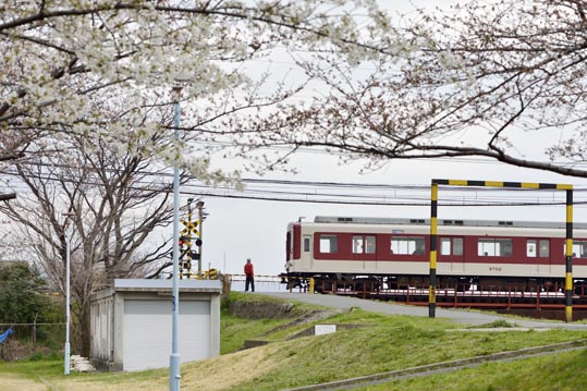 2013nagaikouennosakura069