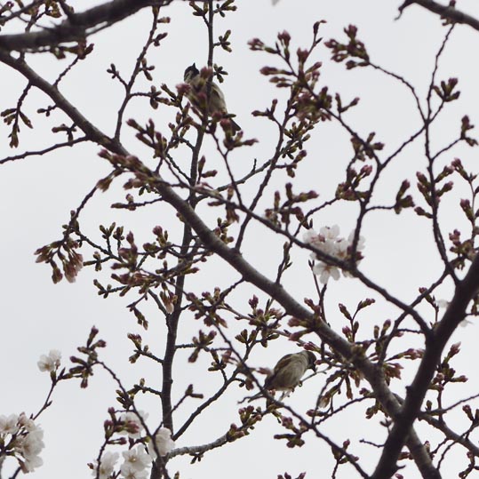 2013nagaikouennosakura072