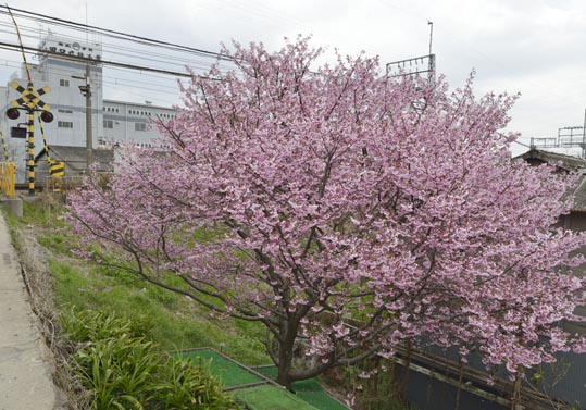 2013nagaikouennosakura078