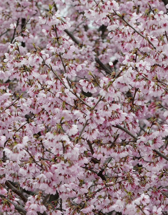 2013nagaikouennosakura082