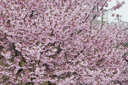 2013nagaikouennosakura085