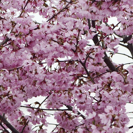 2013nagaikouennosakura086