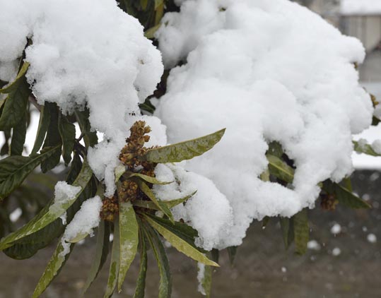 2014yukinoosakajyo004