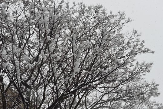 2014yukinoosakajyo005