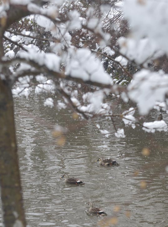 2014yukinoosakajyo007