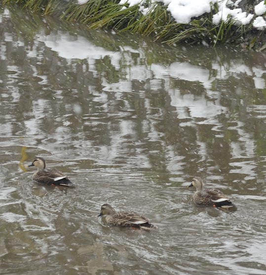 2014yukinoosakajyo010