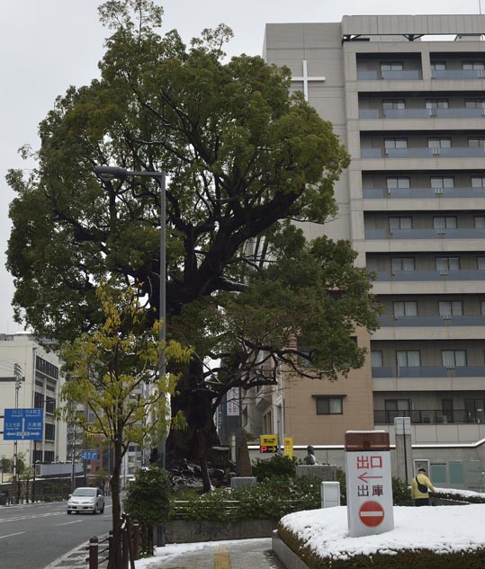 2014yukinoosakajyo022