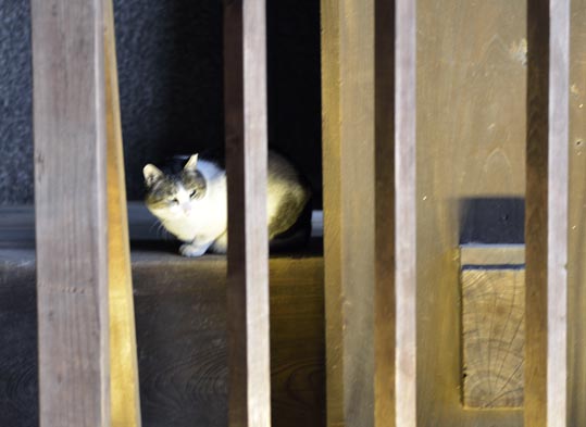 2014yukinoosakajyo057