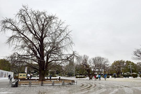 2014yukinoosakajyo113