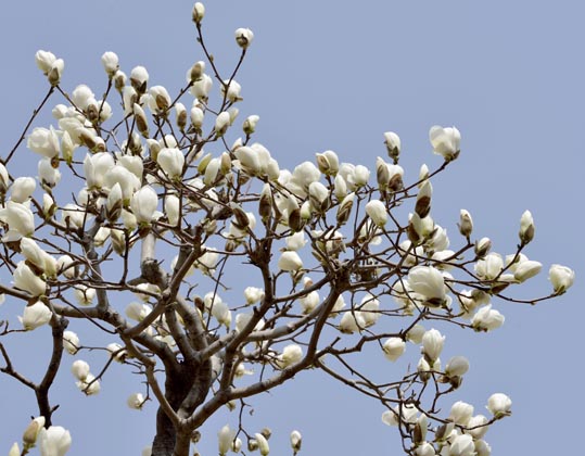 2014jyounanguusidareume004