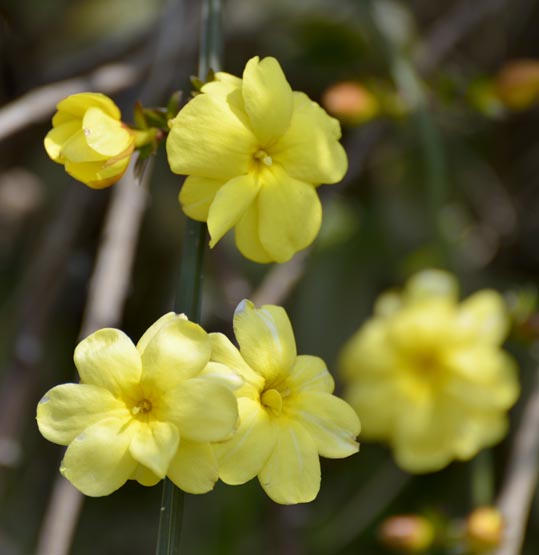 2014jyounanguusidareume008