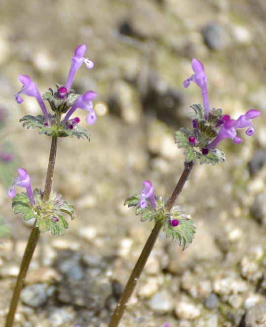 2014jyounanguusidareume009