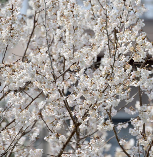 2014jyounanguusidareume011