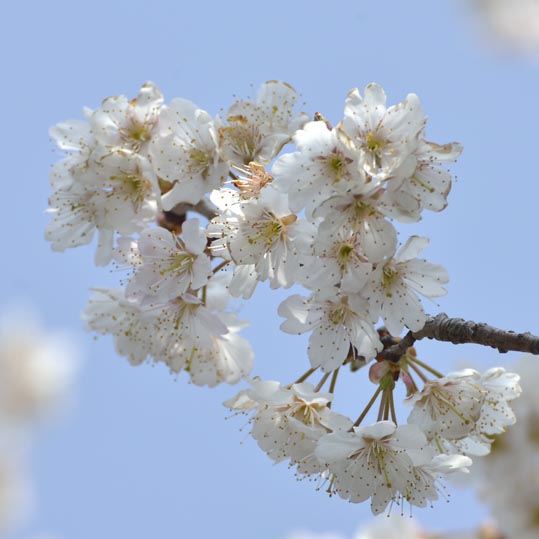 2014jyounanguusidareume014