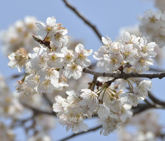 2014jyounanguusidareume015