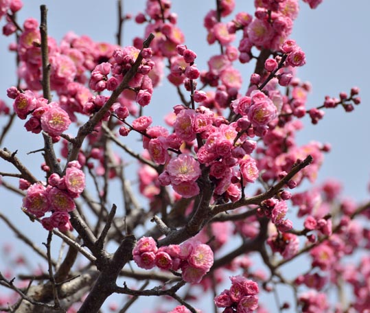 2014jyounanguusidareume016