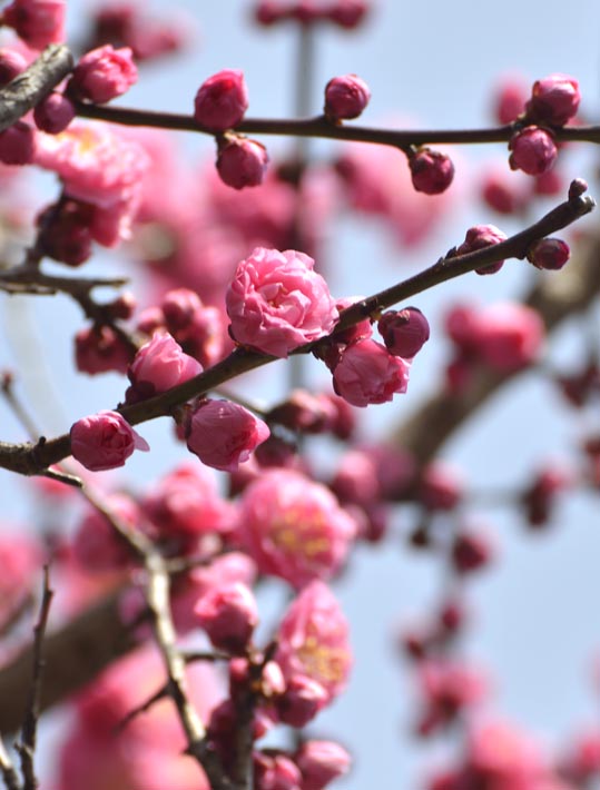 2014jyounanguusidareume017