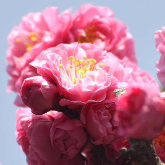 2014jyounanguusidareume018